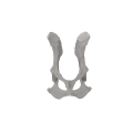 Pelvis 01 1