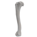 renderowanie kosci.390