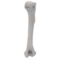 renderowanie kosci.391