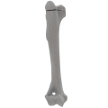 renderowanie kosci.392