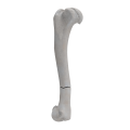 renderowanie kosci.234
