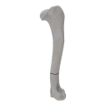 renderowanie kosci.233