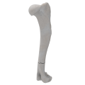 renderowanie kosci.237