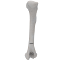 renderowanie kosci.235