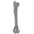 renderowanie kosci.261