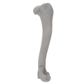 renderowanie kosci.258