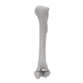renderowanie kosci.265