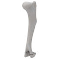 renderowanie kosci.267