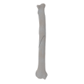 renderowanie kosci.288