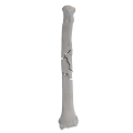 renderowanie kosci.284