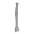 renderowanie kosci.274