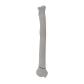 renderowanie kosci.273