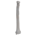 renderowanie kosci.279