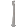 renderowanie kosci.278