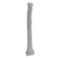 renderowanie kosci.269
