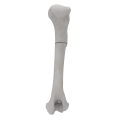 renderowanie kosci.240
