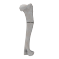 renderowanie kosci.242
