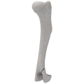 renderowanie kosci.252