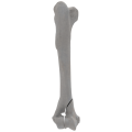renderowanie kosci.256