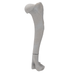 Humerus - Canine - Fracture II 12-A3 acc. to AOVet