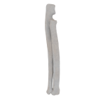 Radius and Ulna - Feline