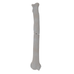 Radius - Canine - Fracture I 22-A1 acc. to AOVet