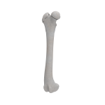 Femur - Canine - Fracture I 31-B3 acc. to AOVet