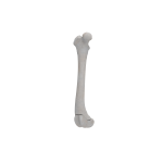 Femur - Canine - Fracture 33-A1 acc. to AOVet