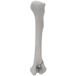 Humerus - Canine - Fracture 13-B1 acc. to AOVet