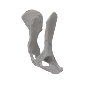 Pelvis - Canine - Ilial Body Fracture