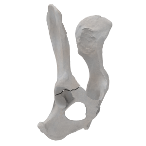 Pelvis - Canine - Acetabular Fracture I