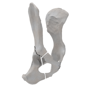 Pelvis - Canine - Multiple Fracture I
