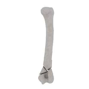 Humerus - Feline - Fracture 13-A2 acc. to AOVet
