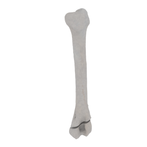 Humerus - Feline - Fracture 13-A1 acc. to AOVet