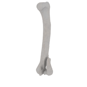 Humerus - Feline - Fracture 13-B2 acc. to AOVet