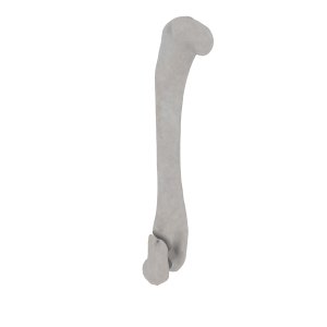 Humerus - Feline - Fracture 13-B1 acc. to AOVet