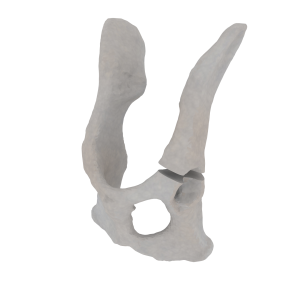 Pelvis - Feline - Acetabular Fracture II
