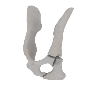 Pelvis - Feline - Acetabular Fracture (T-shape)