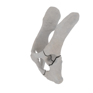 Pelvis - Feline - Multiple Fracture I