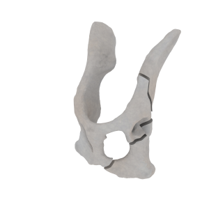 Pelvis - Feline - Multiple Fracture II