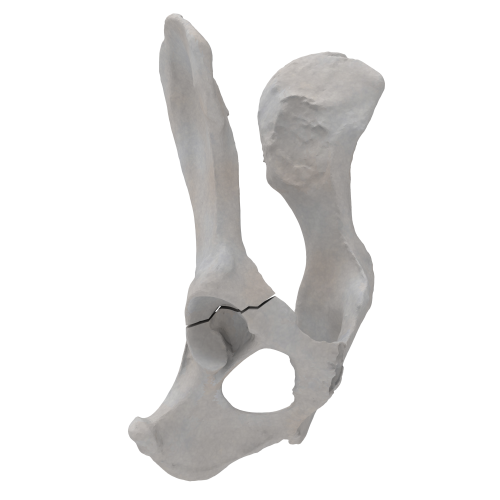 renderowanie kosci.202