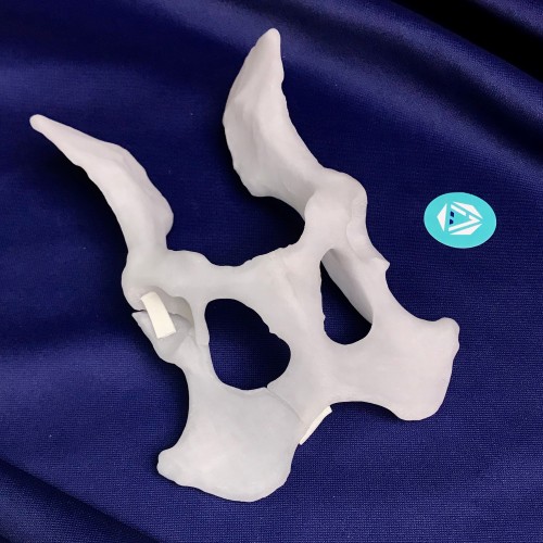 renderowanie kosci.222