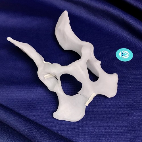 renderowanie kosci.217