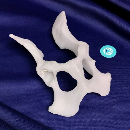 renderowanie kosci.207