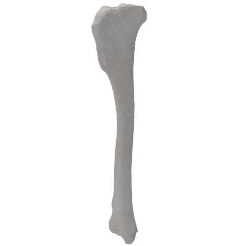 Tibia 00 5