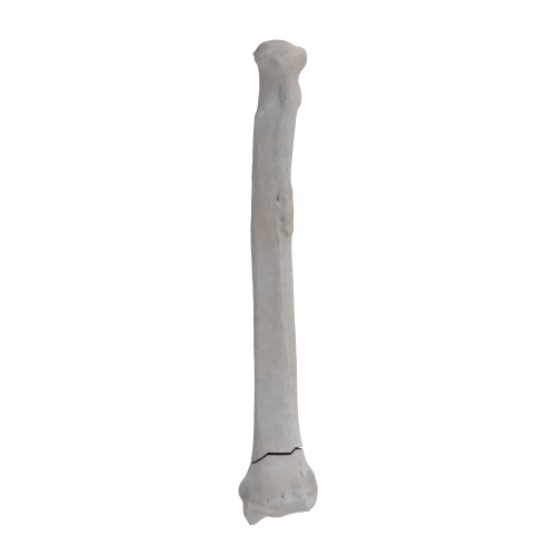 renderowanie kosci.274