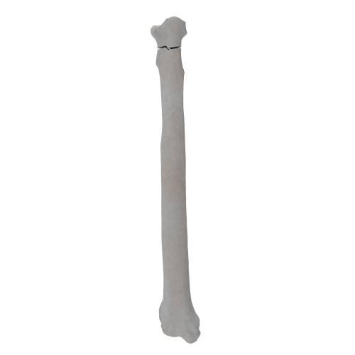 renderowanie kosci.278