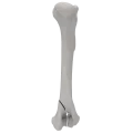 renderowanie kosci.255