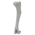 renderowanie kosci.257