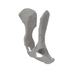 Pelvis - Canine - Ilial Body Fracture